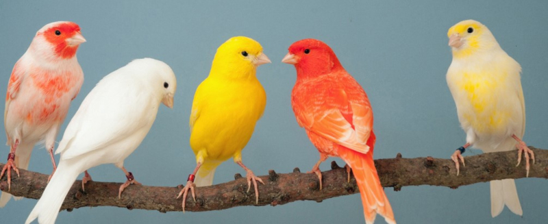 Canaris