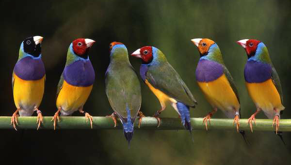 Diamant de Gould