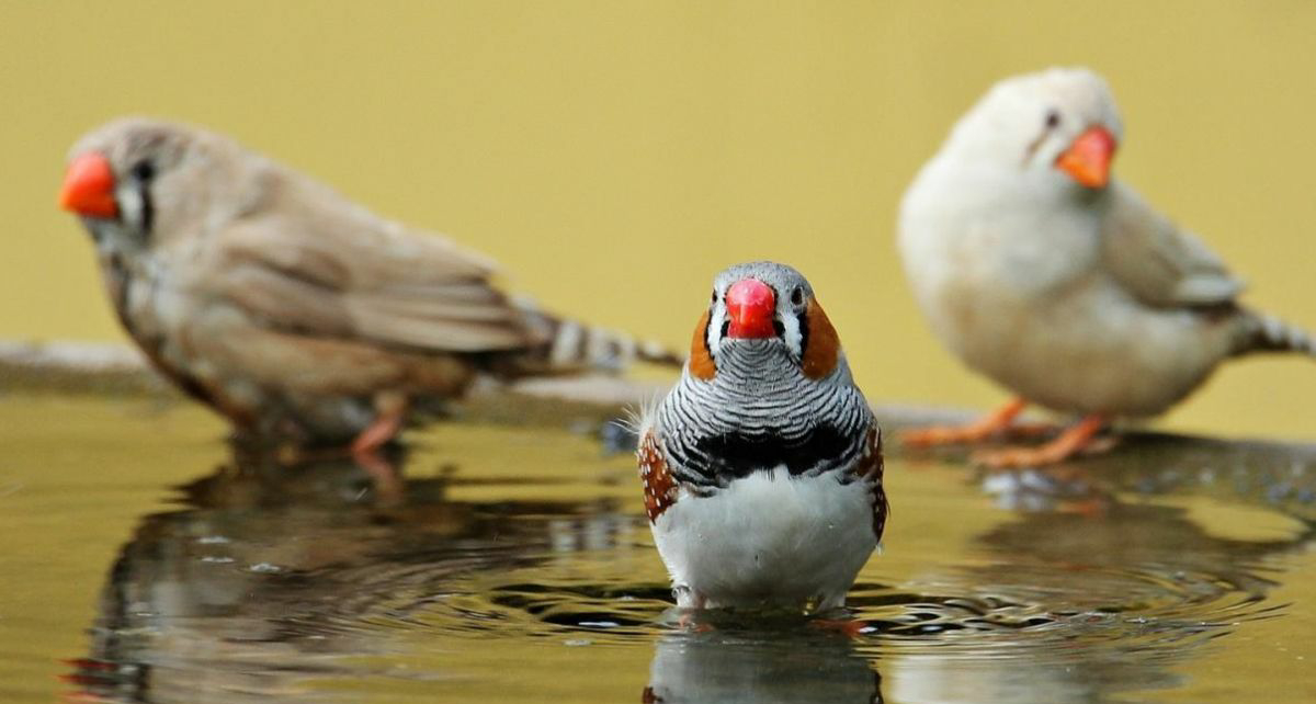 Diamant Mandarin