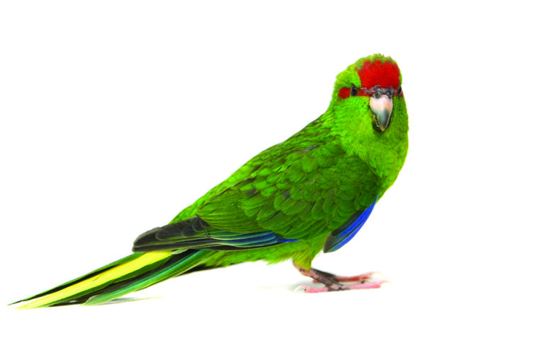 Kakariki