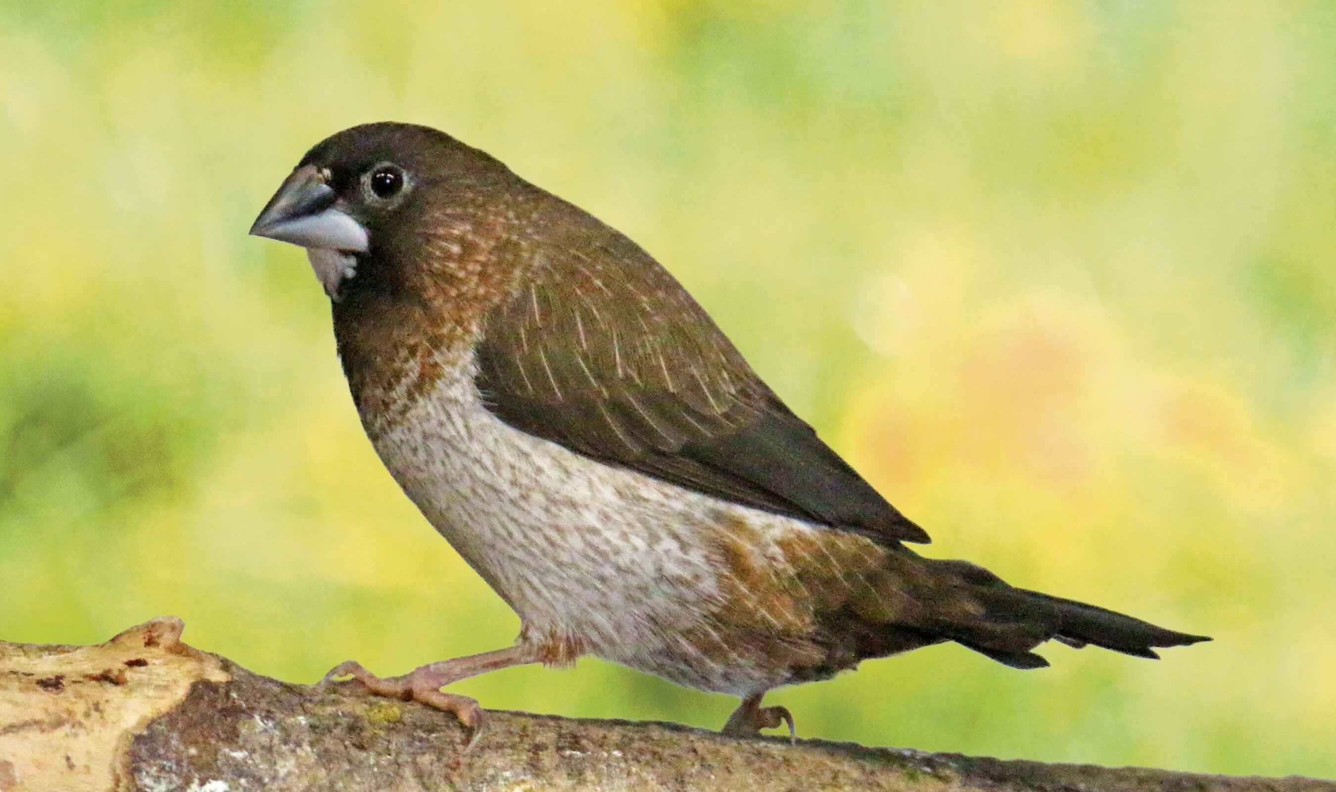 Moineau du Japon